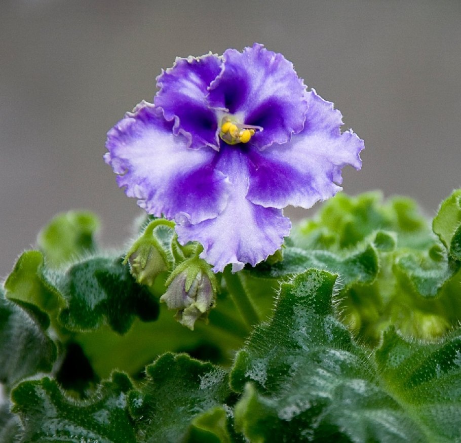 Пармская фиалка цветок