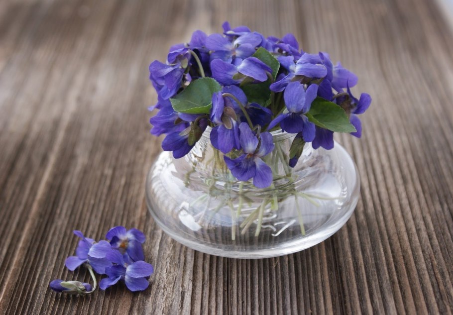 Фиалка душистая Konigin Charlotte