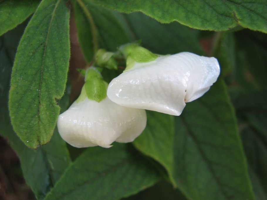 Никулина Майя "кермек"