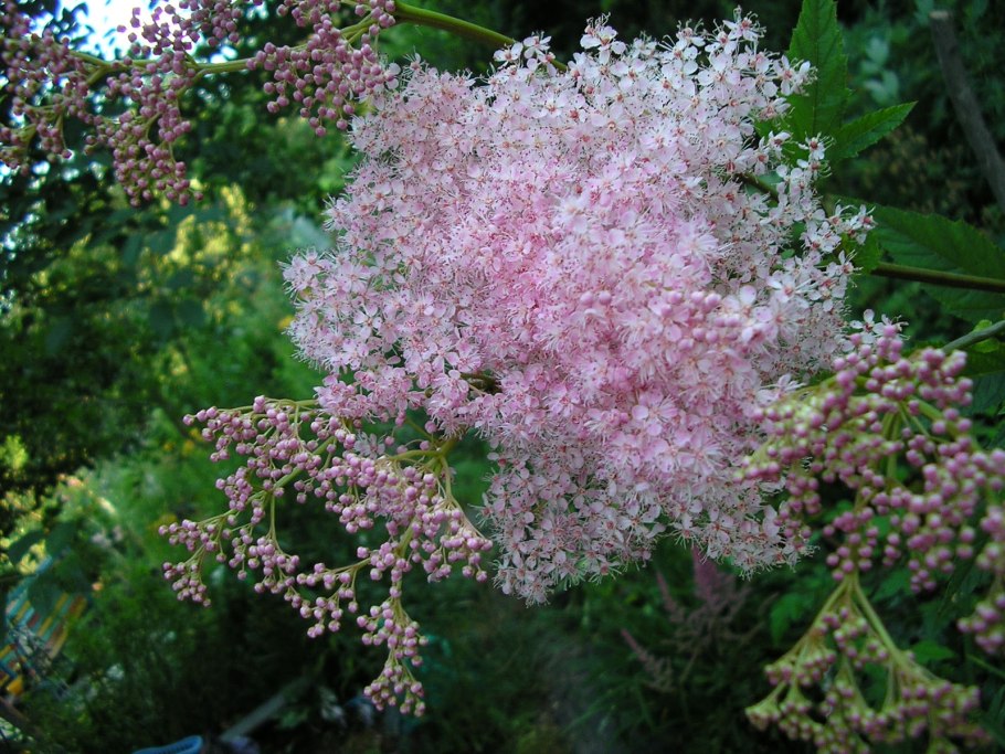 Лабазник куст