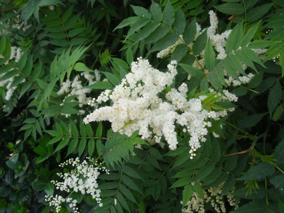 Манжишта rubia cordifolia