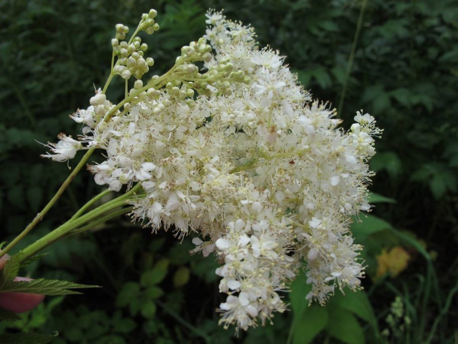 Лабазник вязолистный