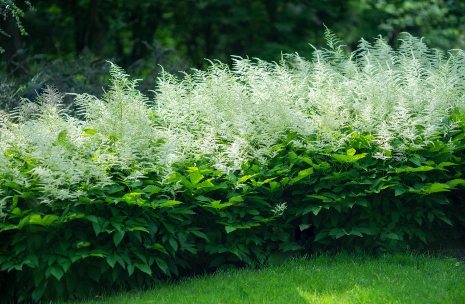 Арункус / Волжанка двудомная