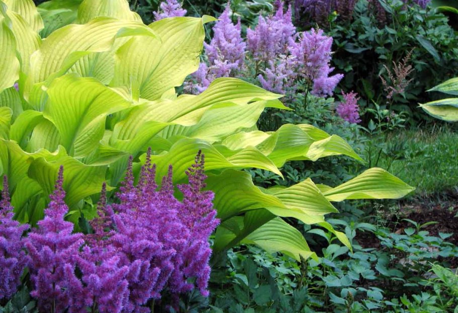 Лабазник вязолистный таволга