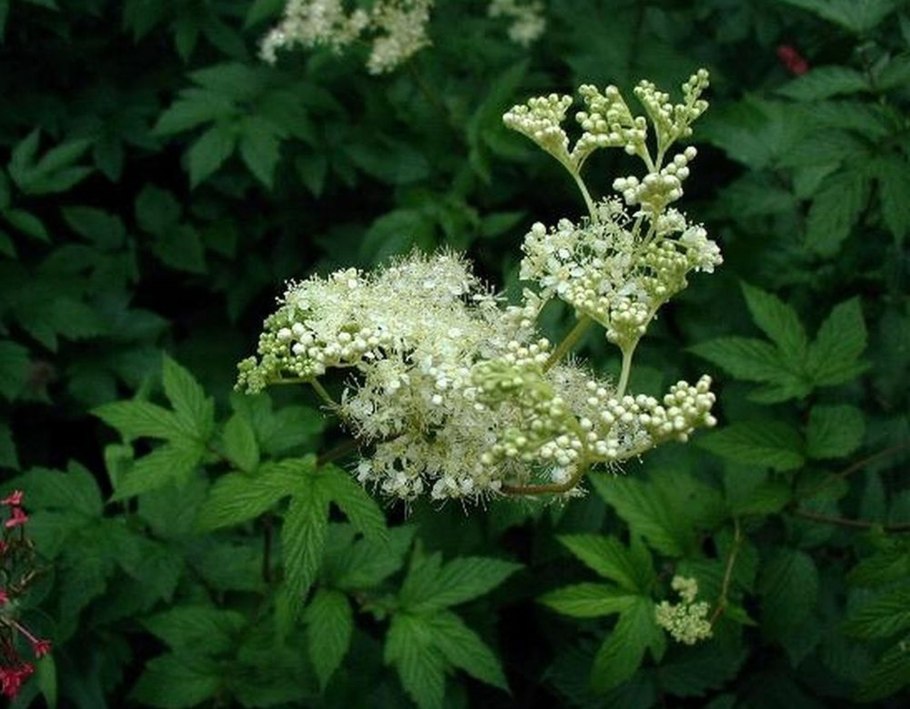 Белоголовник таволга лабазник