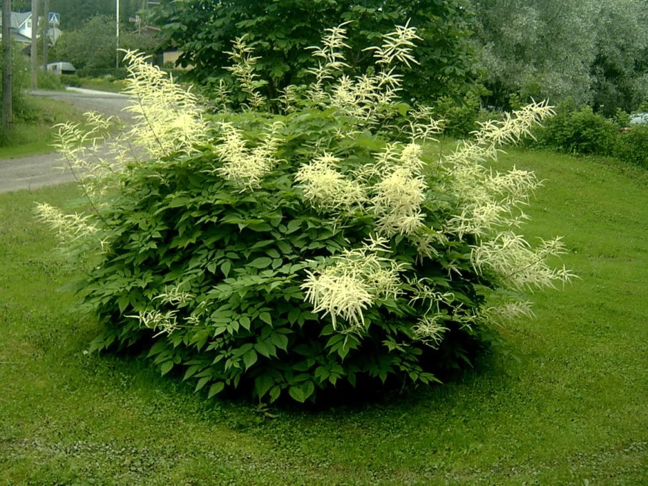 Волжанка двудомная (Aruncus dioicus)