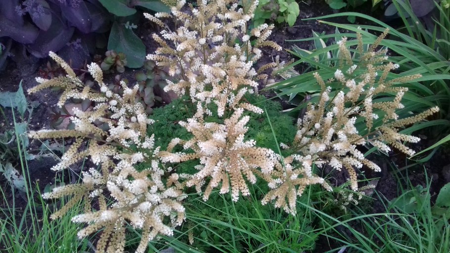 Волжанка двудомная