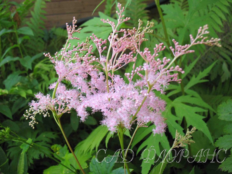 Лабазник дланевидный Нана