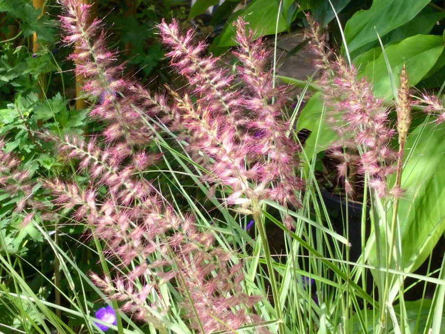 Аконит тенелюбивый