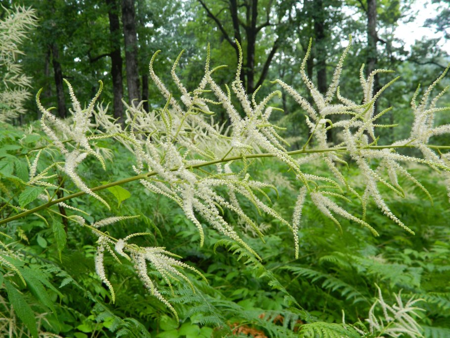 Волжанка двудомная Aruncus dioicus Kneiffii
