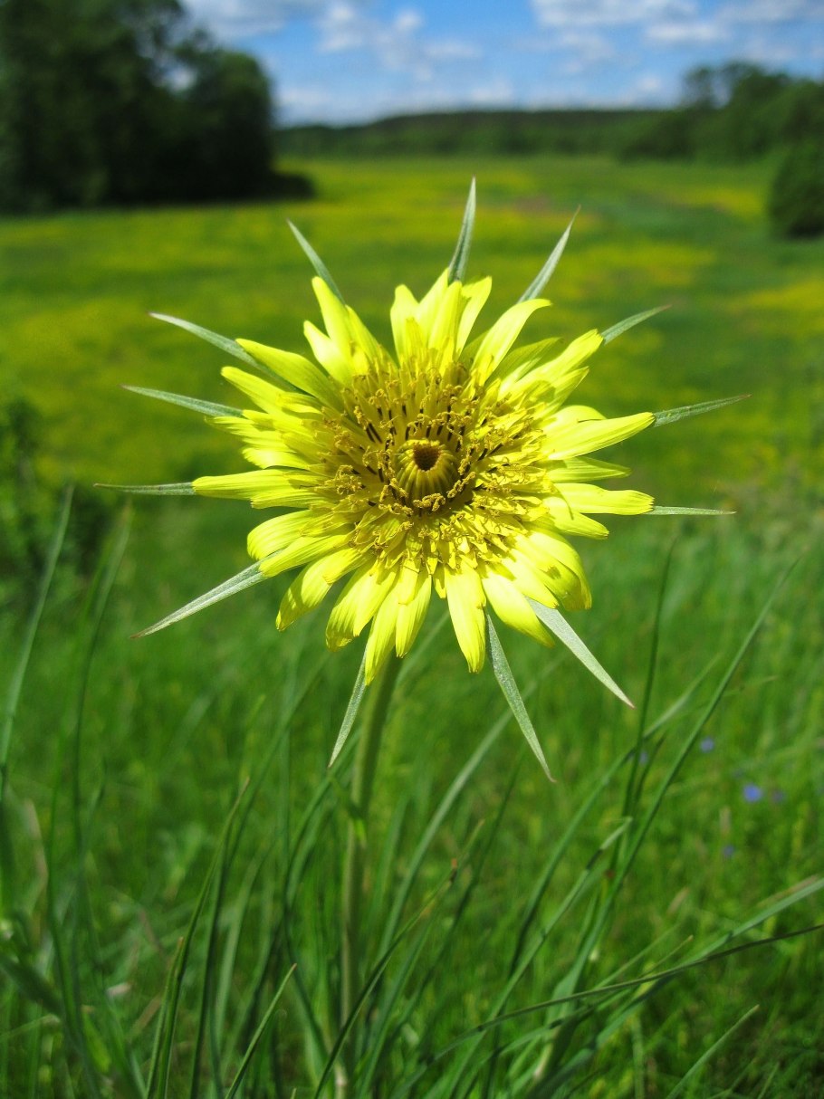 Козлобородник лиловый