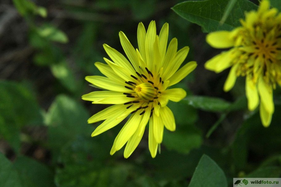 Козлобородник Луговой Tragopogon pratensis