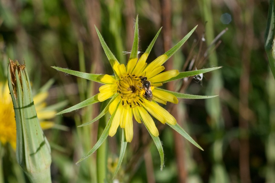 Tragopogon dubius
