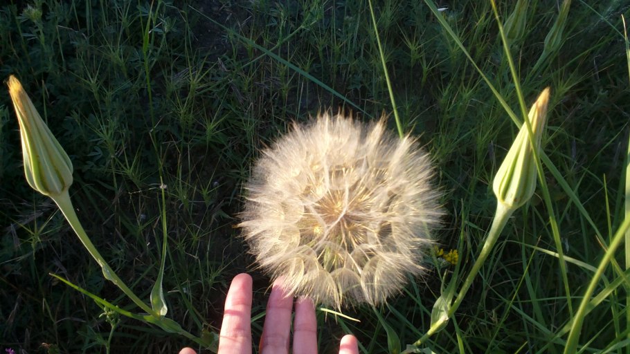 Козлобородник Степной