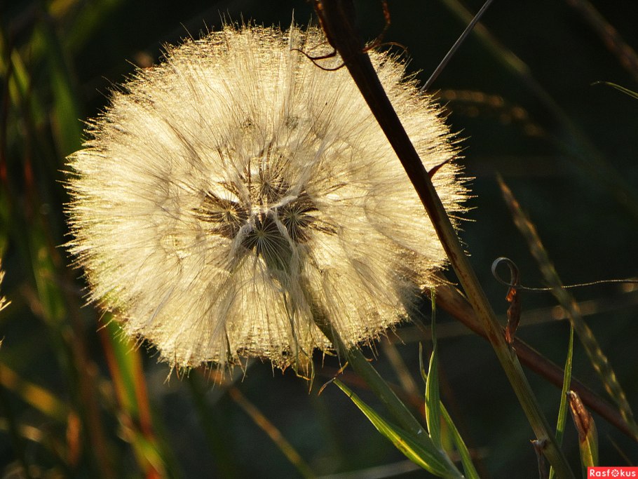 Козлобородник луговой