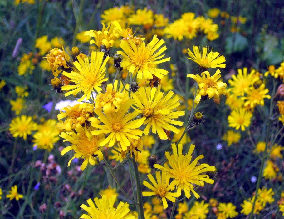 Козлобородник пореелистный