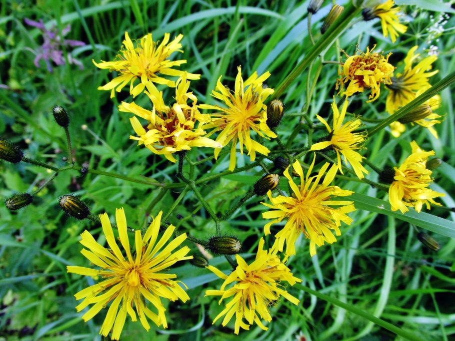 Козлобородник цветок