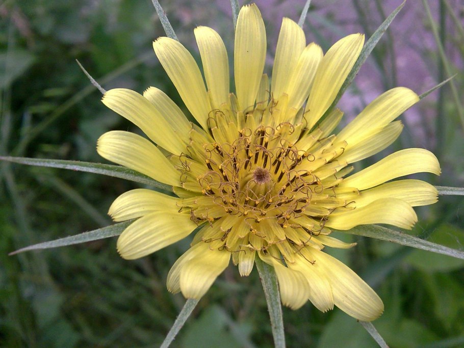 Козлобородник Луговой