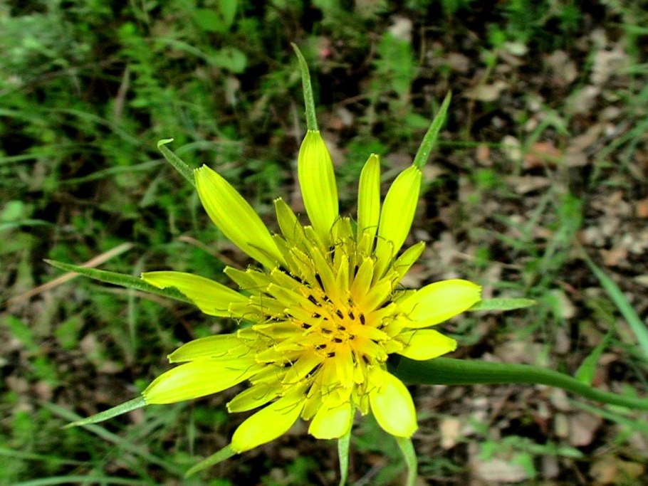 Казоболотник лугавогавой