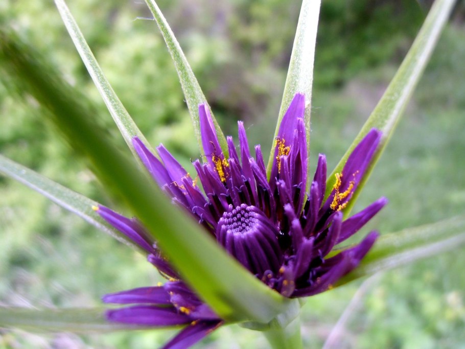 Козлобородник Восточный