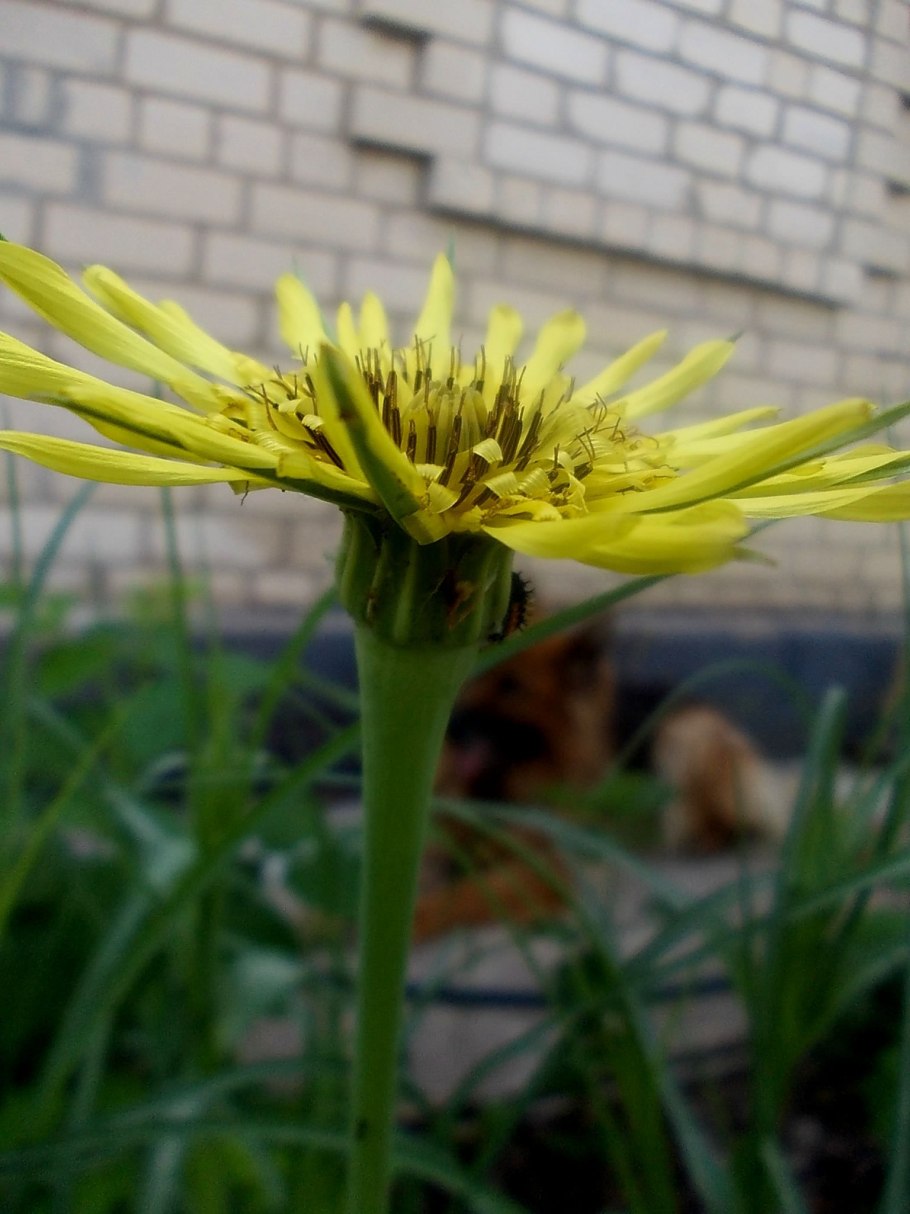 Козлобородник Луговой