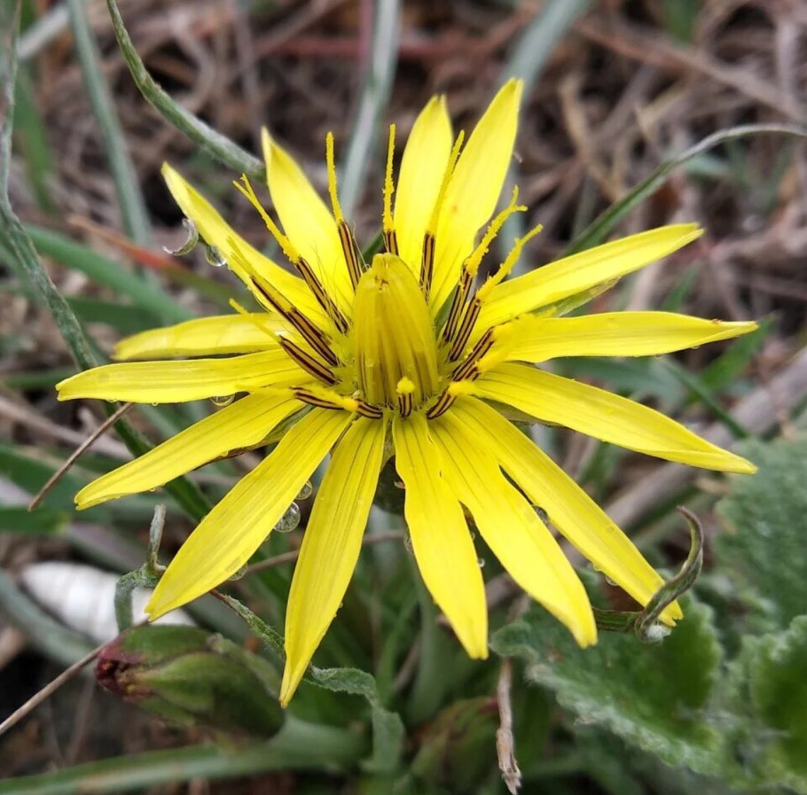 Tragopogon dubius