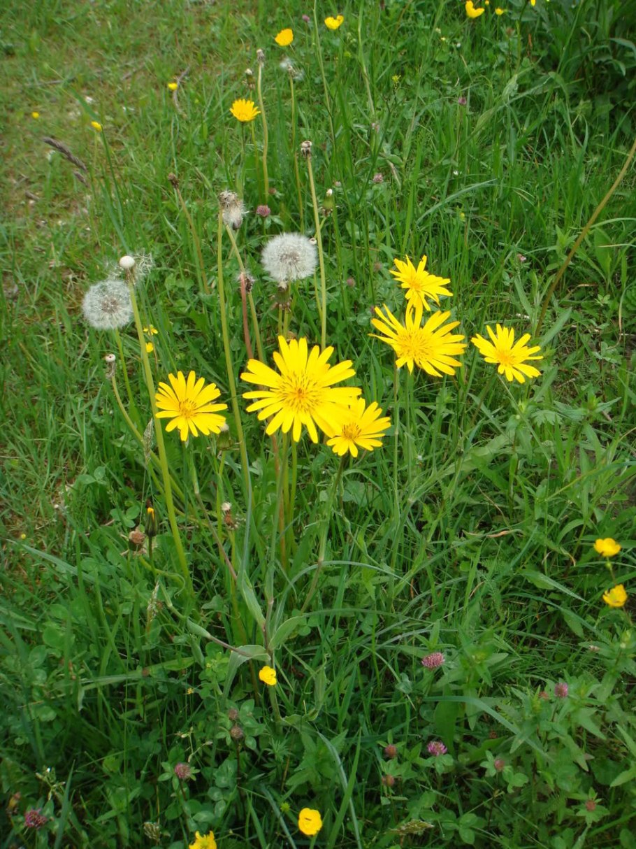 Козлобородник Луговой