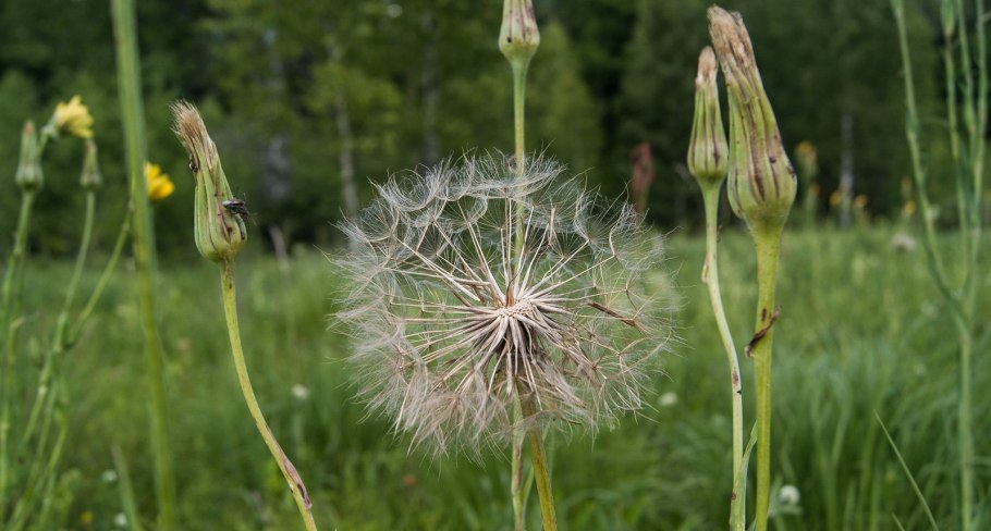 Козлобородник Луговой белый