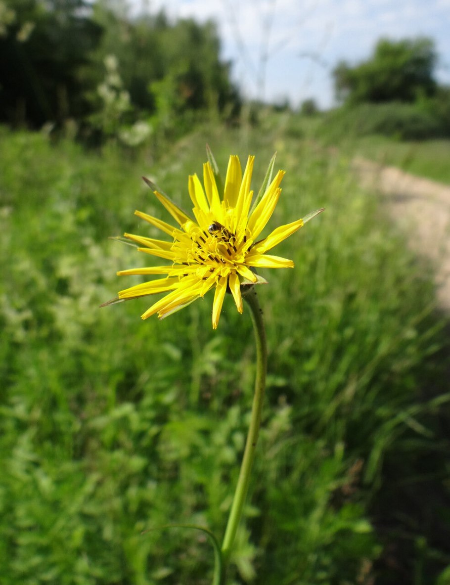 Козлобородник Крым
