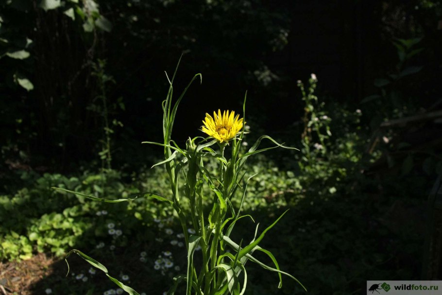 Козлобородник луговой