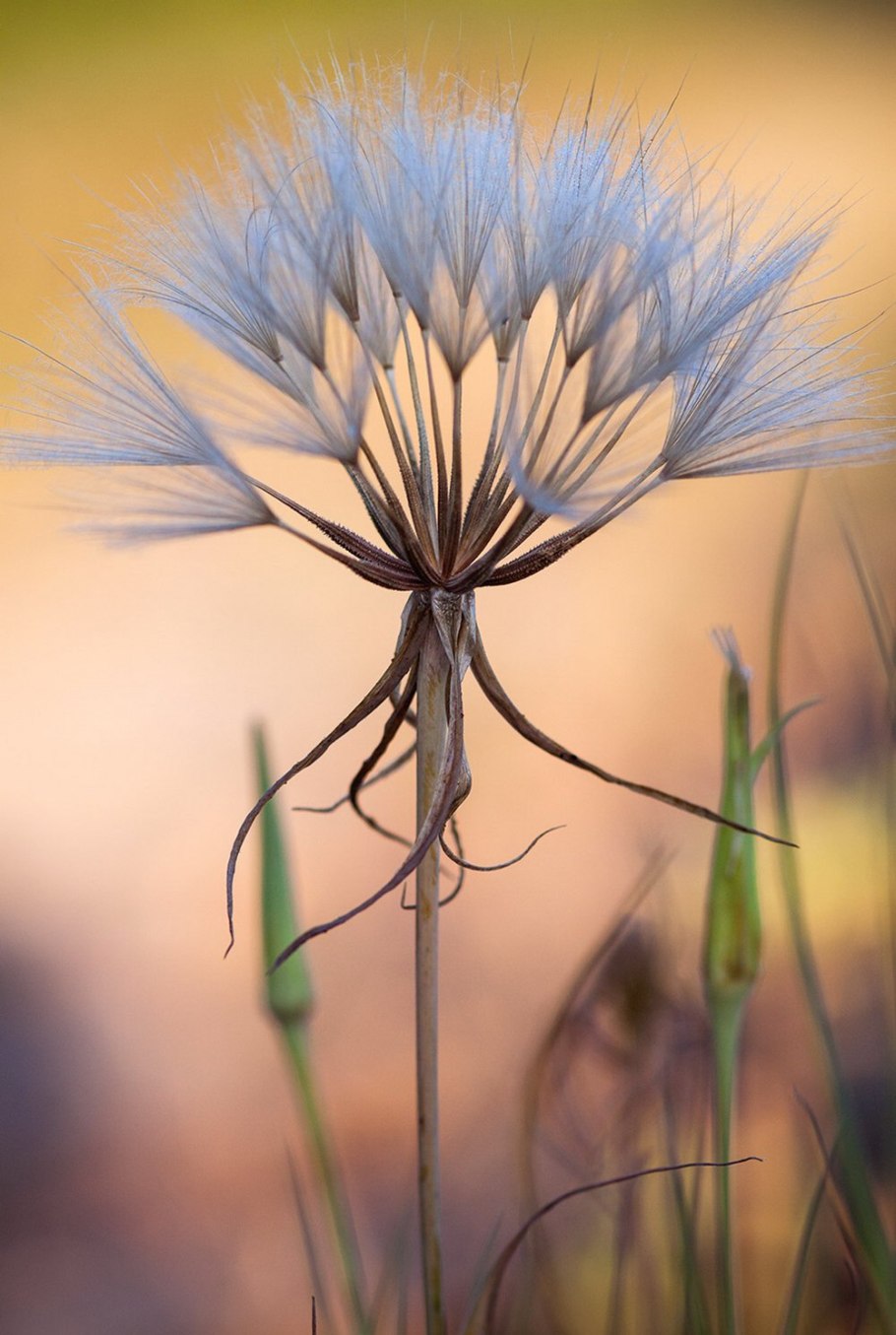 Козлобородник сомнительный Луговой