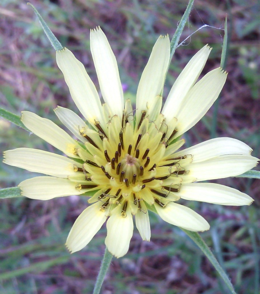 Козлобородник пореелистный