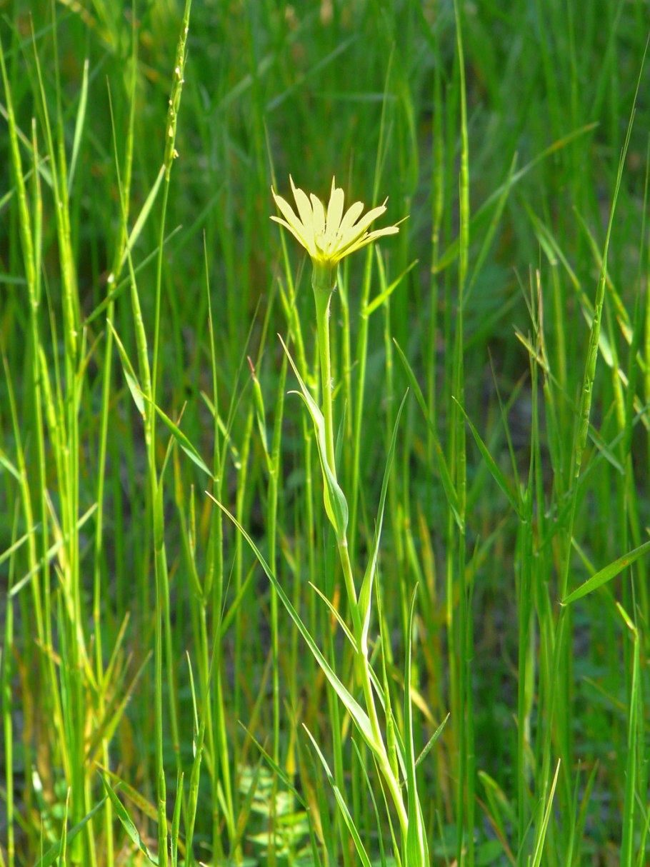 Tragopogon porrifolius