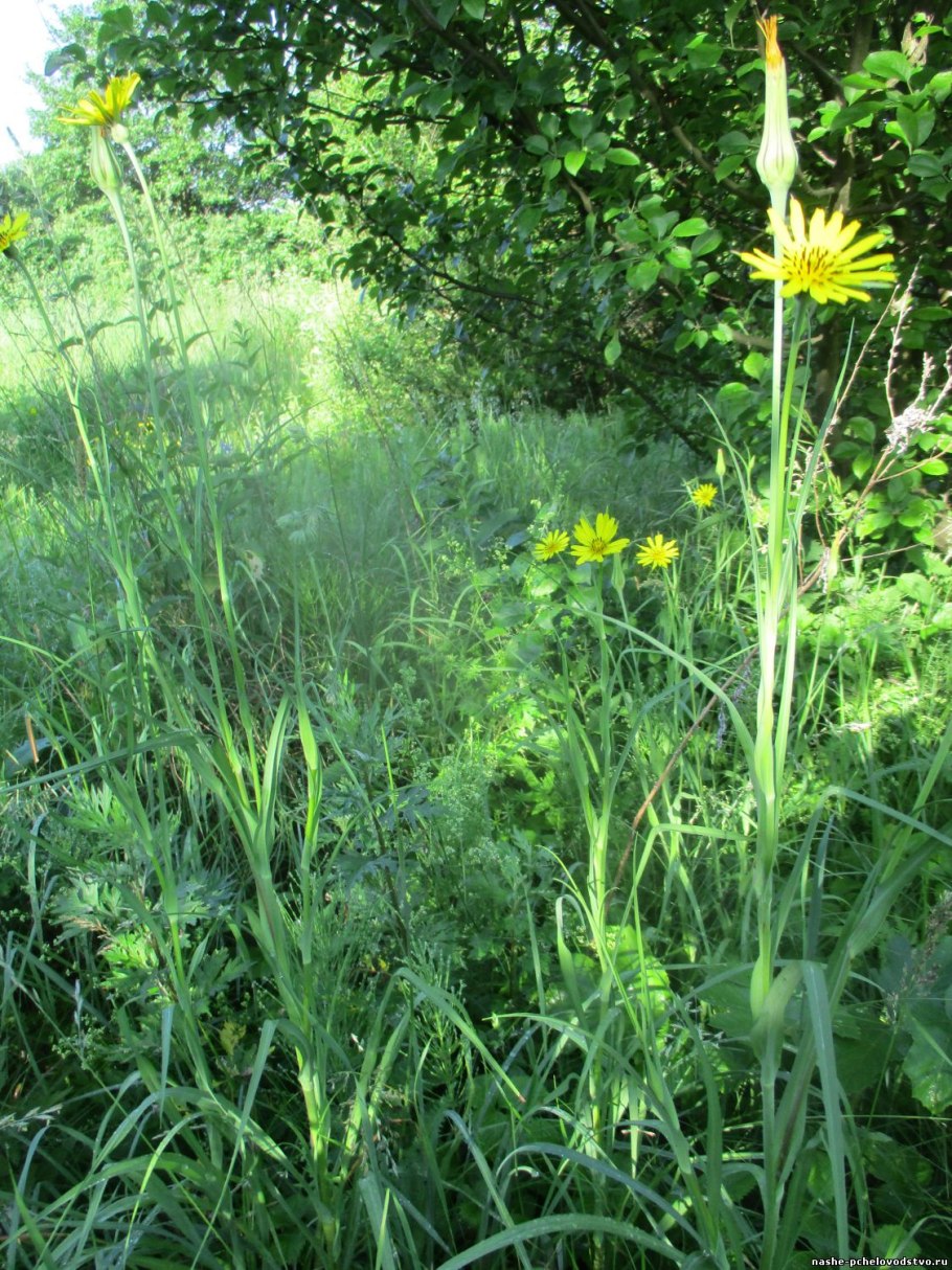 Tragopogon pratensis