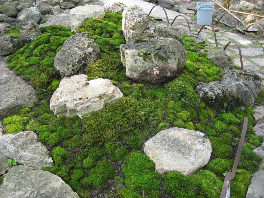 Мох павлиний