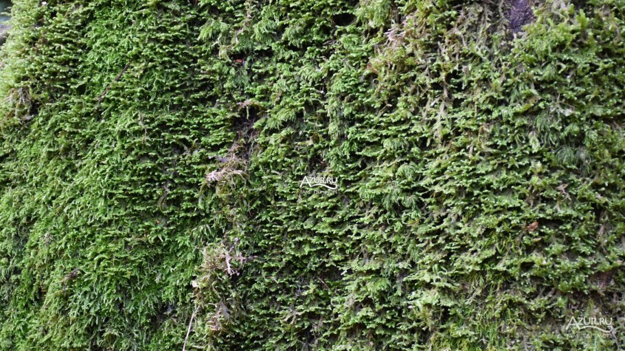 Замшелый камень