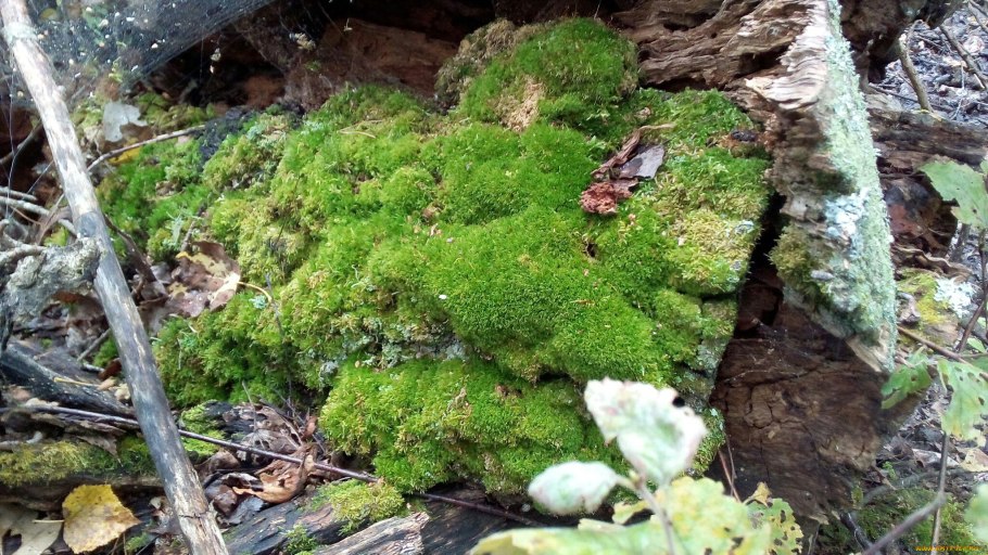 Долгомошный мхи