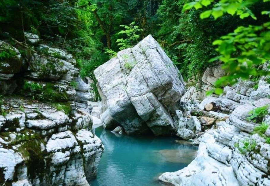 Нейстонные водоросли