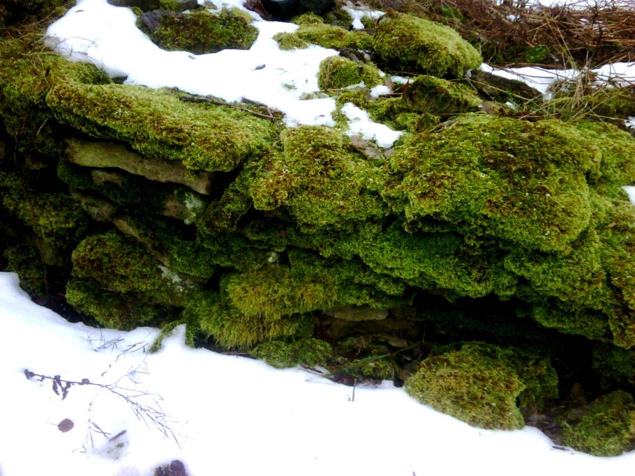 Верхоплодный мох