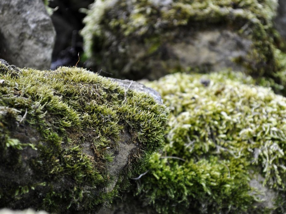 Мох Тиангаро