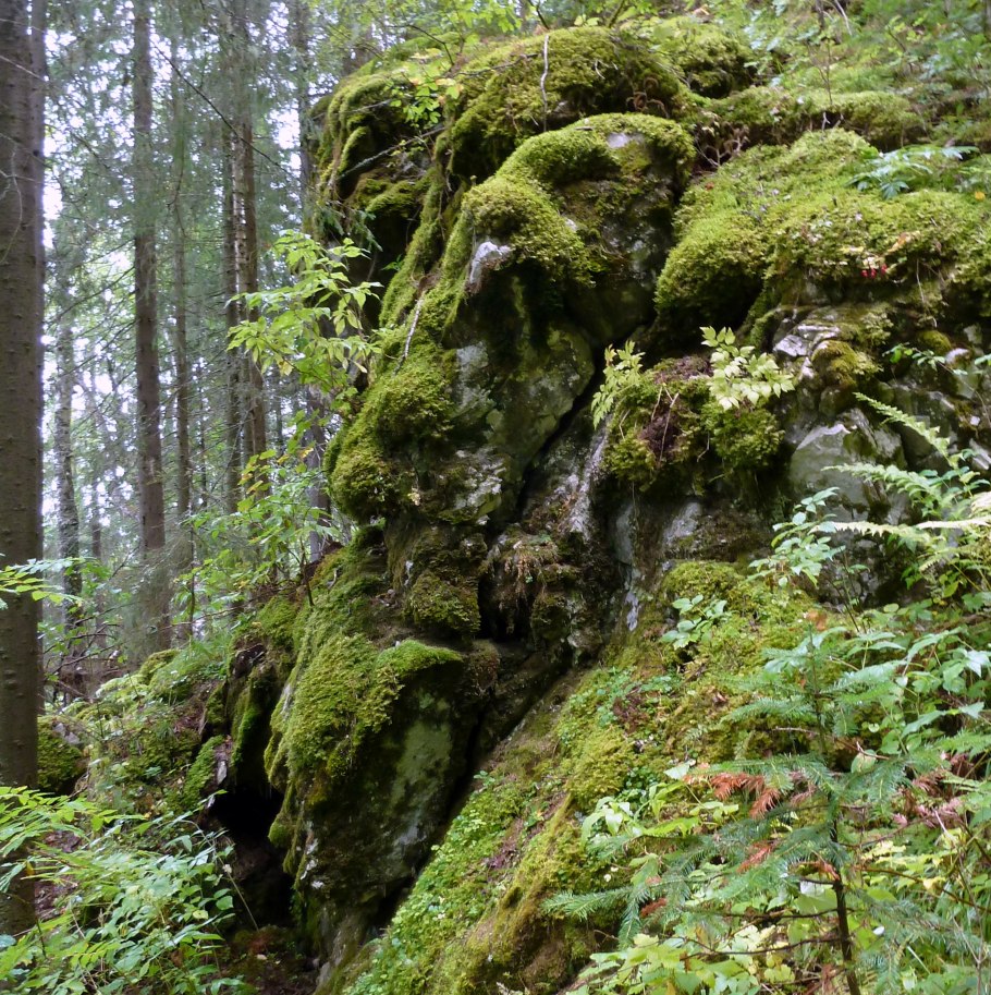 Мох текстура