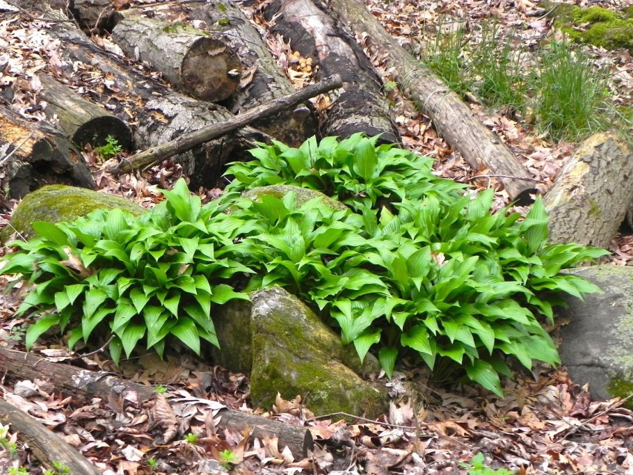 Долина мхов Карелия