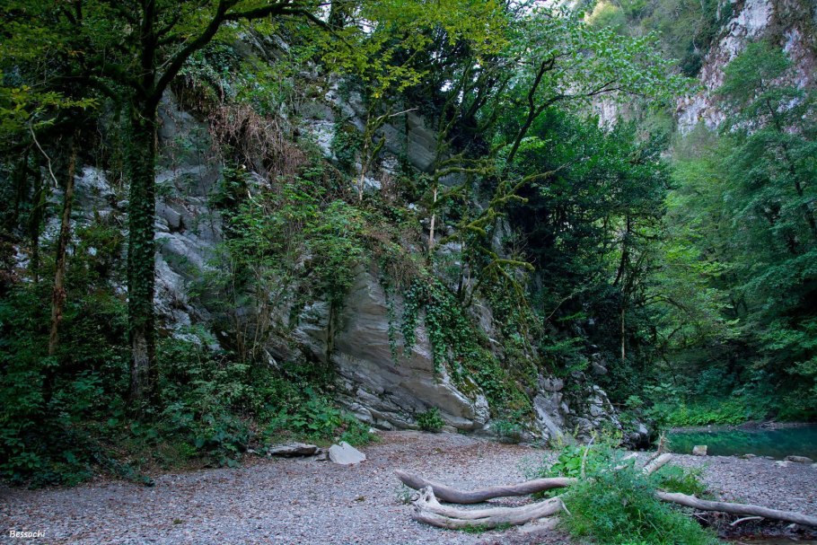 Мхи и лишайники на камнях