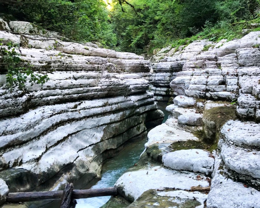 Лишайник в Тисо самшитовой роще