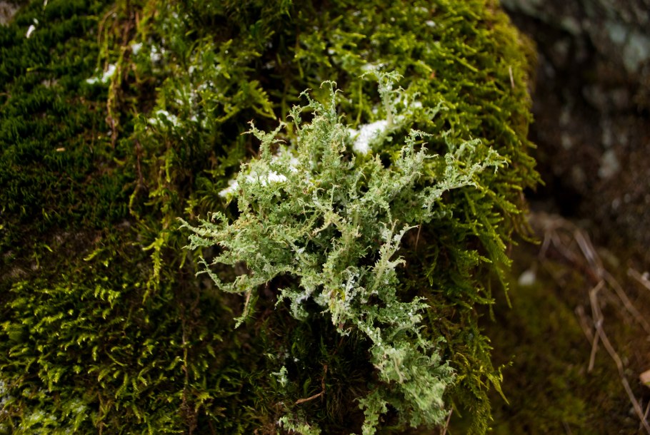 Мох подсохший