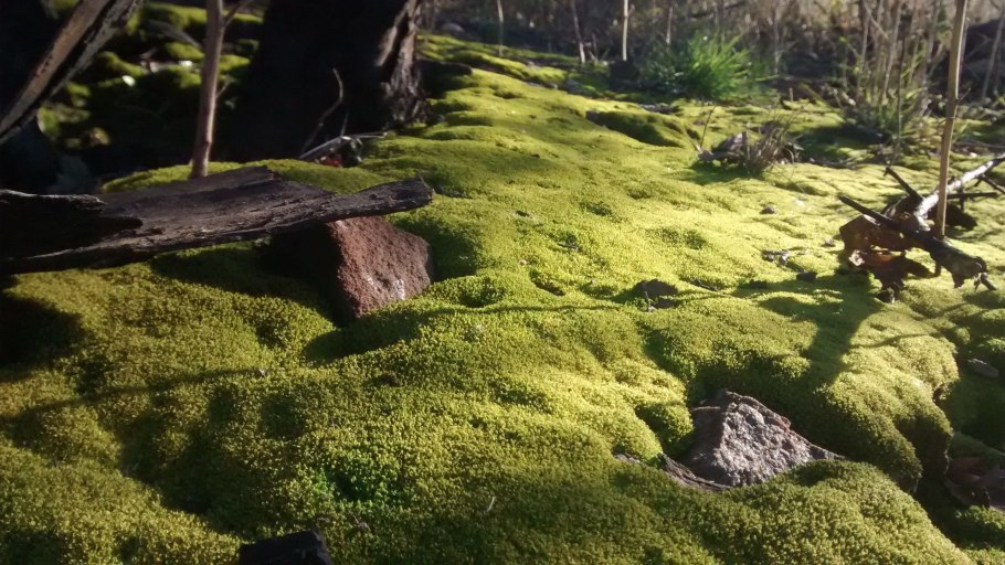 Стены на Бали каменные мох