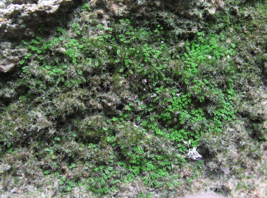 Мох Байкальский