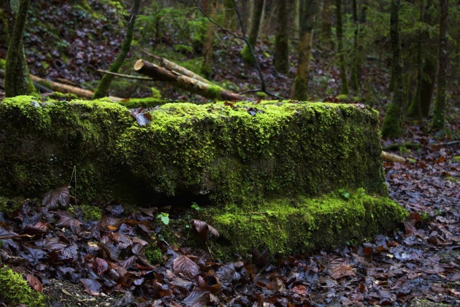 Цветной мох в природе