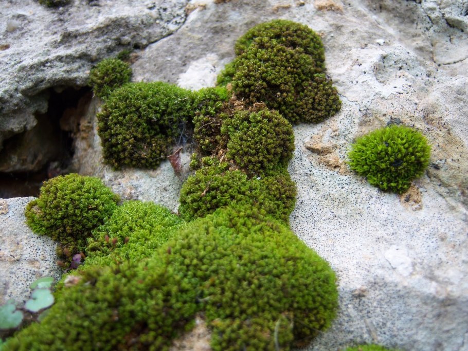 Ягель мох Карелия