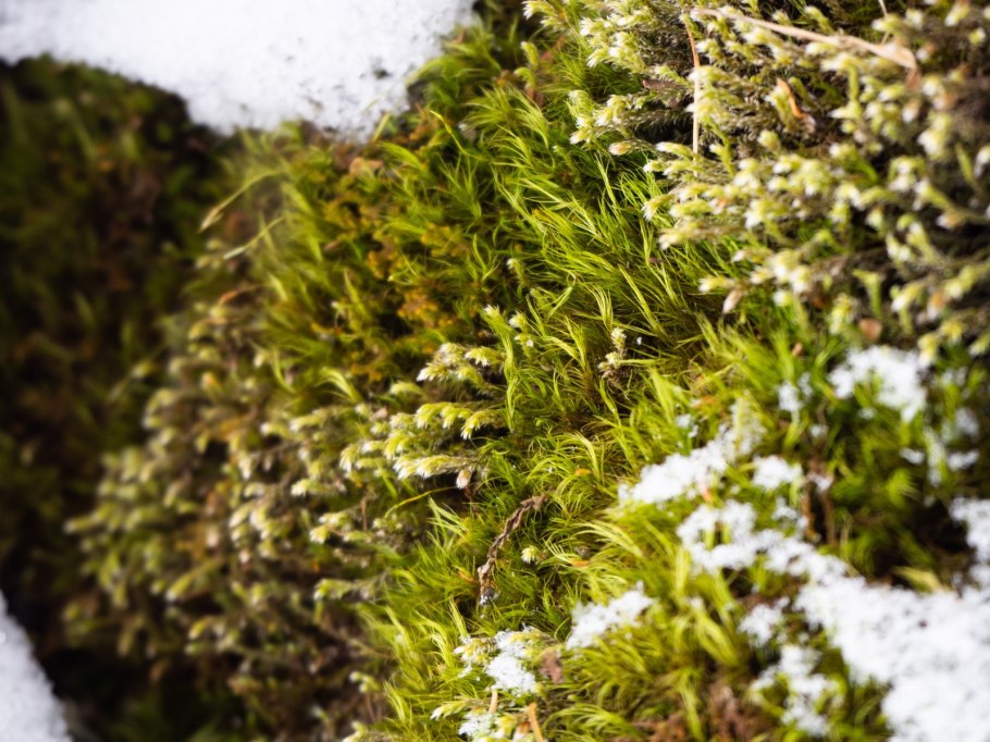 Мхи лишайники обложка